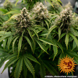 Plant de LSD Auto de Barney's Farm