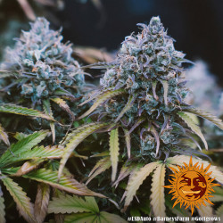 Floraison de LSD Auto de Barney's Farm