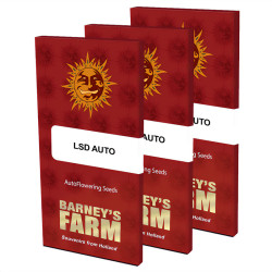 Paquet de graines de LSD Auto de Barney's Farm