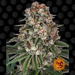 Bud de Tropicanna Banana de Barney's Farm