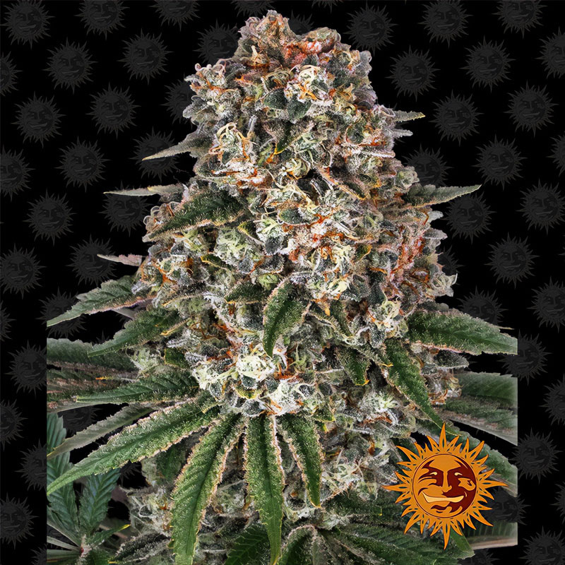 Tropicanna Banana Strain - Barney's Farm