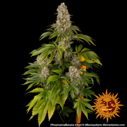 Tropicanna Banana de Barney's Farm en floraison