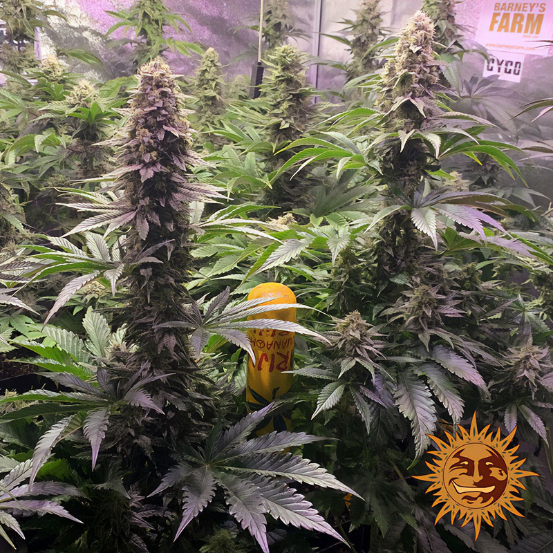 Tropicanna Banana - Barney's Farm