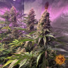 Tropicanna Banana - Barney's Farm