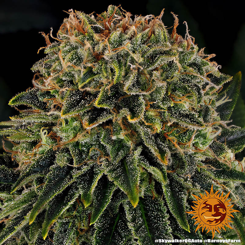 Skywalker OG Auto - Barney's Farm