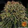 Skywalker OG Auto - Barney's Farm