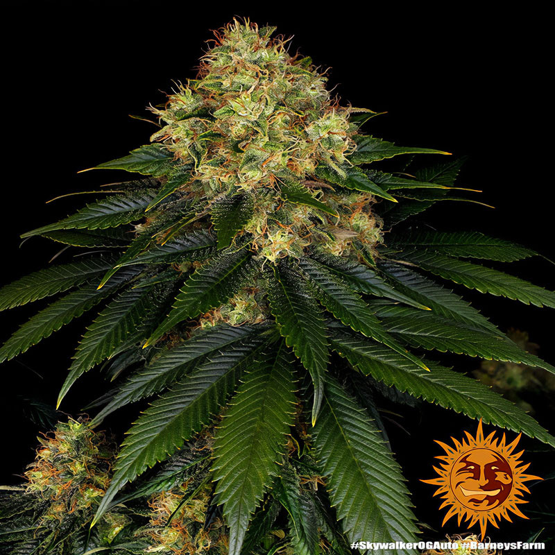 Skywalker OG Auto - Barney's Farm