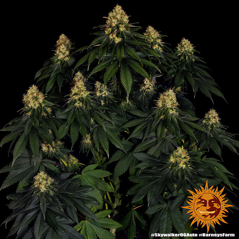 Skywalker OG Auto - Barney's Farm