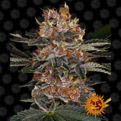 Plant de Purple Punch Auto de Barney's Farm