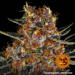 Les trichromes de la Purple Punch Auto de Barney's Farm