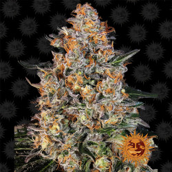 Bubba Kush de Barney's Farm en floraison