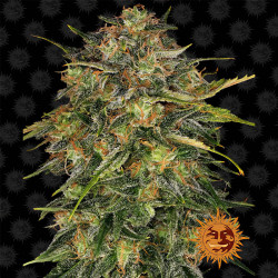 Cheese de Barney's Farm en floraison