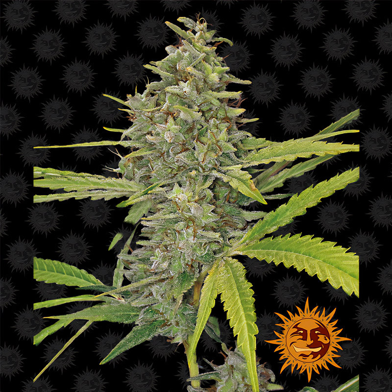 G13 Haze Strain - Barney's Farm