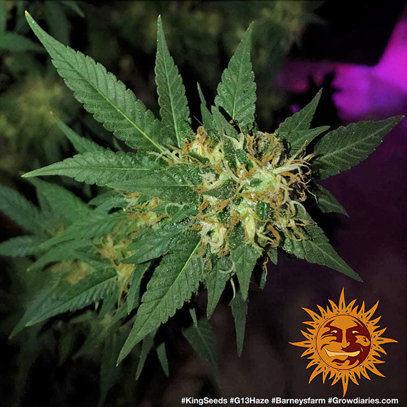 G13 Haze - Barney's Farm G13 Haze - Barney's Farm