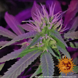 G13 Haze de Barney's Farm