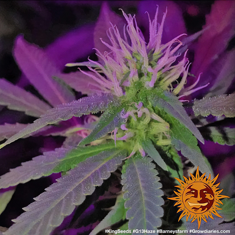 G13 Haze - Barney's Farm G13 Haze - Barney's Farm