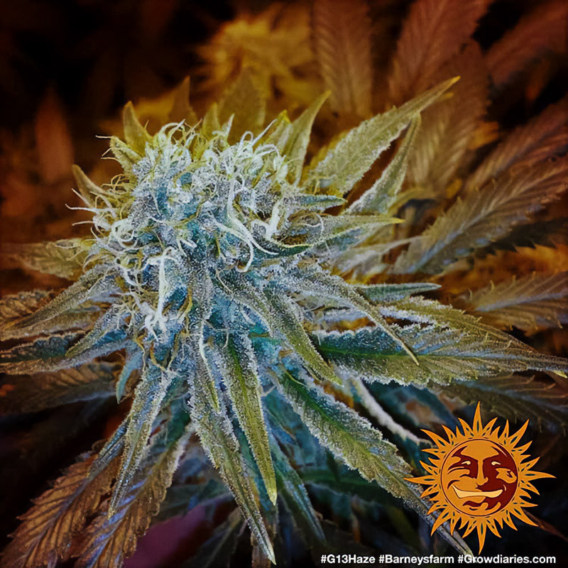 G13 Haze - Barney's Farm G13 Haze - Barney's Farm