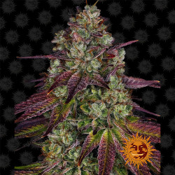 Plant de Mimosa EVO de Barney's Farm