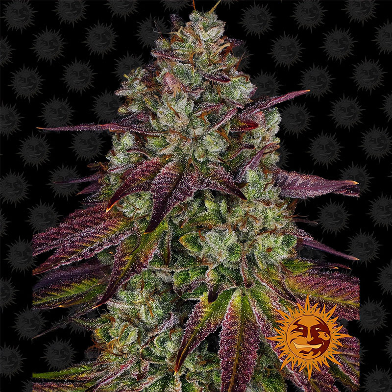 Mimosa EVO Strain - Barney's Farm Mimosa EVO Strain - Barney's Farm