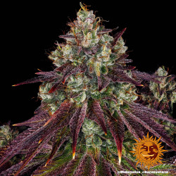 Mimosa EVO de Barney's Farm en intérieur