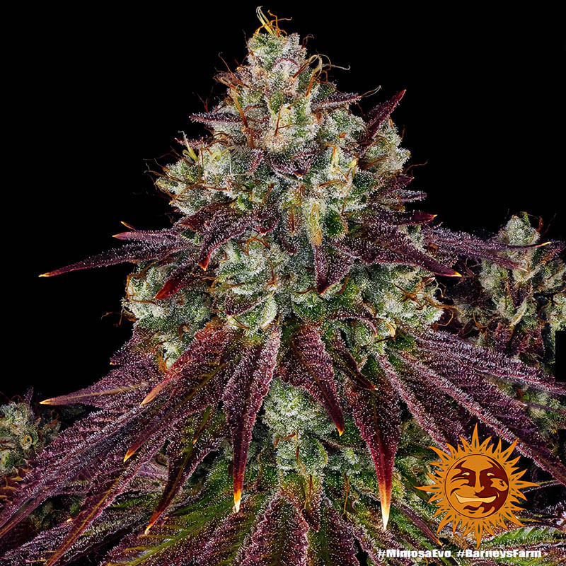 Mimosa EVO Strain - Barney's Farm Mimosa EVO Strain - Barney's Farm