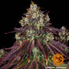 Mimosa EVO Strain - Barney's Farm
