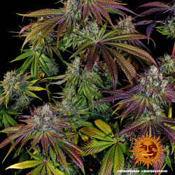 Mimosa EVO de Barney's Farm en extérieur