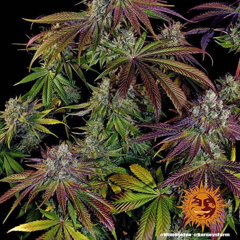 Mimosa EVO Strain - Barney's Farm Mimosa EVO Strain - Barney's Farm