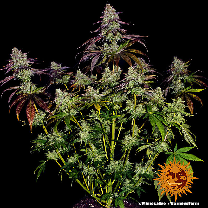 Mimosa EVO Strain - Barney's Farm Mimosa EVO Strain - Barney's Farm