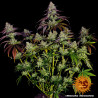 Mimosa EVO Strain - Barney's Farm