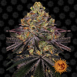Graines de Watermelon Zkittlez de Barney's Farm