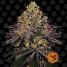 Watermelon Zkittlez Strain - Barney's Farm