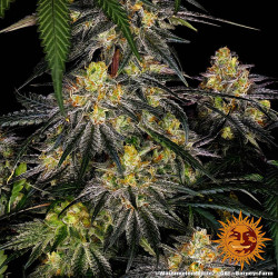 Plant de Watermelon Zkittlez de Barney's Farm