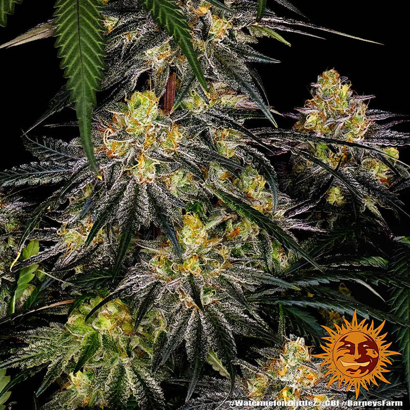 Watermelon Zkittlez Strain - Barney's Farm Watermelon Zkittlez Strain - Barney's Farm