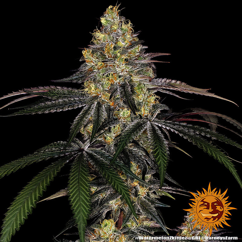 Watermelon Zkittlez Strain - Barney's Farm Watermelon Zkittlez Strain - Barney's Farm