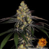Watermelon Zkittlez Strain - Barney's Farm