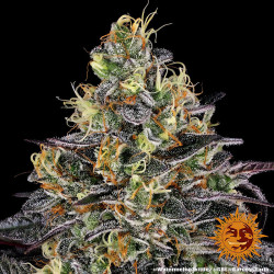 Trichromes de la Watermelon Zkittlez de Barney's Farm