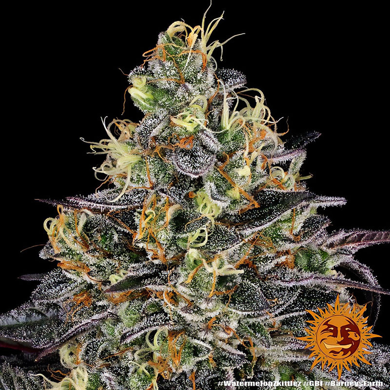Watermelon Zkittlez Strain - Barney's Farm Watermelon Zkittlez Strain - Barney's Farm