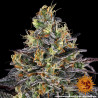 Watermelon Zkittlez Strain - Barney's Farm