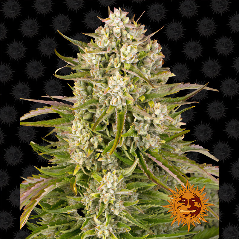 Wedding Cake Auto Strain - Barney's Farm Wedding Cake Auto Strain - Barney's Farm