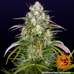 Plant de Wedding Cake Auto de Barney's Farm