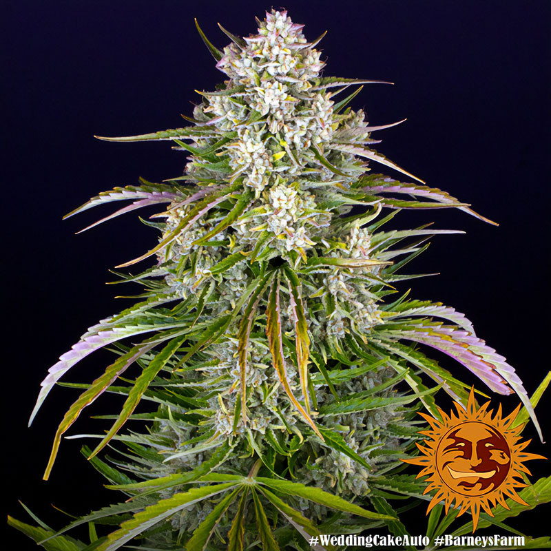 Wedding Cake Auto Strain - Barney's Farm Wedding Cake Auto Strain - Barney's Farm