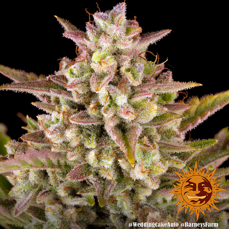 Wedding Cake Auto Strain - Barney's Farm Wedding Cake Auto Strain - Barney's Farm