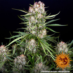 Floraison de Wedding Cake Auto de Barney's Farm