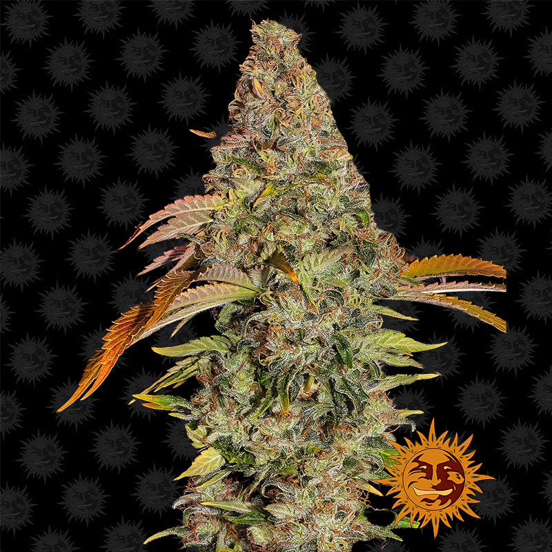 Zkittlez OG Auto Strain - Barney's Farm Zkittlez OG Auto Strain - Barney's Farm