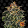 Moby Dick Strain - Barney's Farm