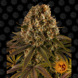 Strawberry Lemonade de Barney's Farm en floraison