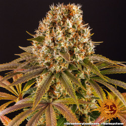 Bud de Strawberry Lemonade de Barney's Farm
