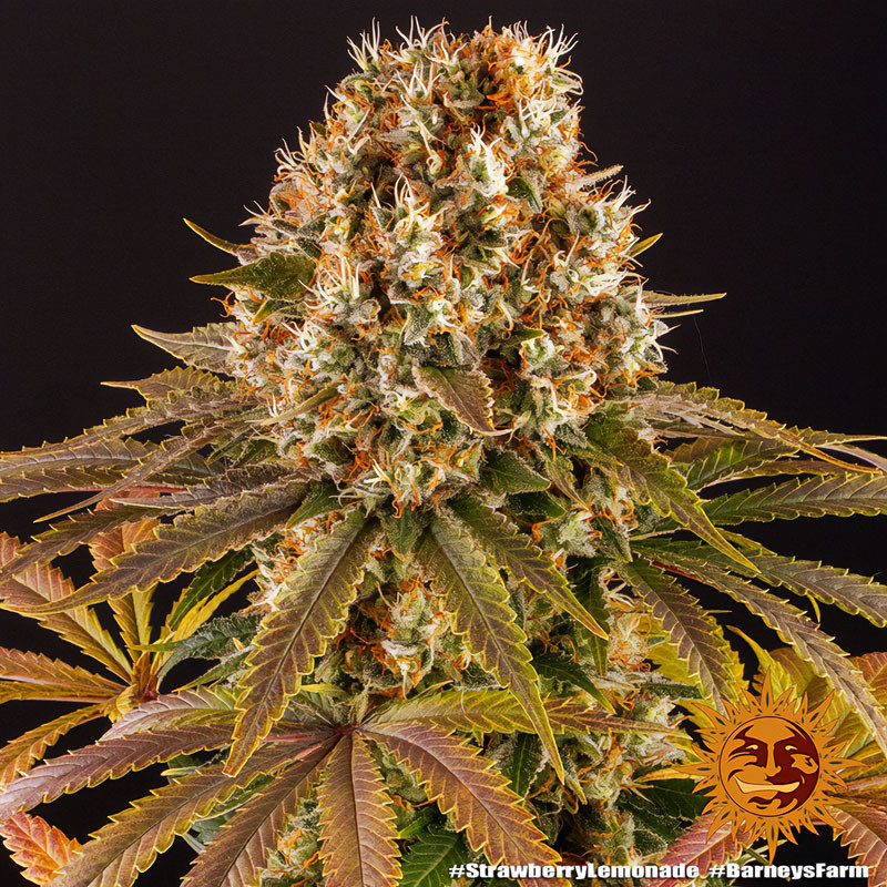 Strawberry Lemonade Strain - Barney's Farm Strawberry Lemonade Strain - Barney's Farm
