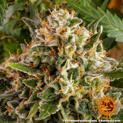 Trichromes de la Strawberry Lemonade de Barney's Farm